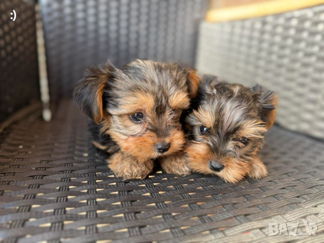 Мини Йоркширски териер Актуално от 4.1.2026, снимка 5 - Йоркширски териер - 52971772