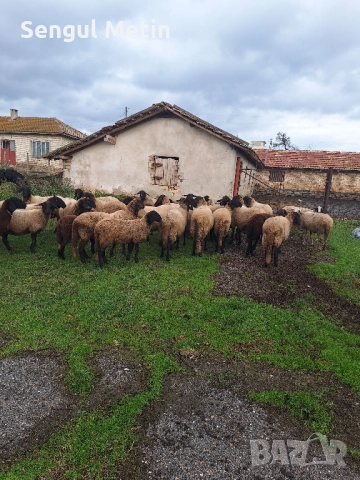 Продавам 30 бр плевенски черноглави овце , снимка 5 - Овце - 52475833