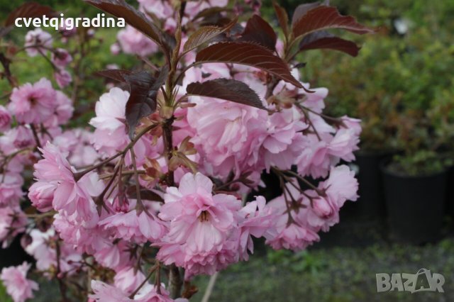 Prunus Royal Burgundy(Прунус Роял Бургунди), снимка 3 - Градински цветя и растения - 43818296