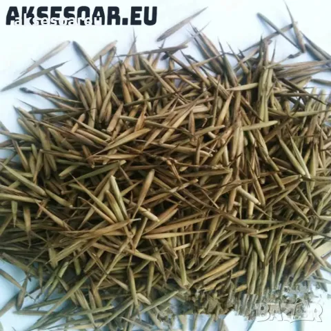 60 бр. ЧЕРНИ бамбукови семена - Phyllostachys nigra  Издръжлив рядък вид вечнозелен черен бамбук, снимка 6 - Сортови семена и луковици - 48993103