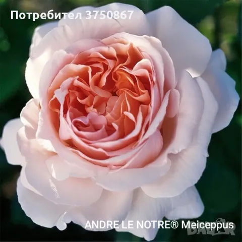 🌹 РОЗА 🌹 ANDRE LE NOTRE® Meiceppus 🌹, снимка 5 - Градински цветя и растения - 49345502