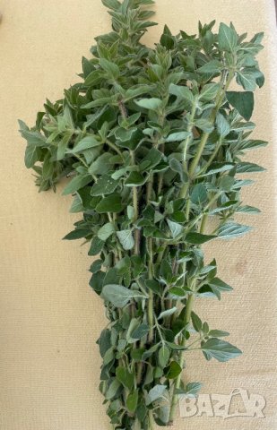 Пелин на връзка вече изсушен, снимка 1