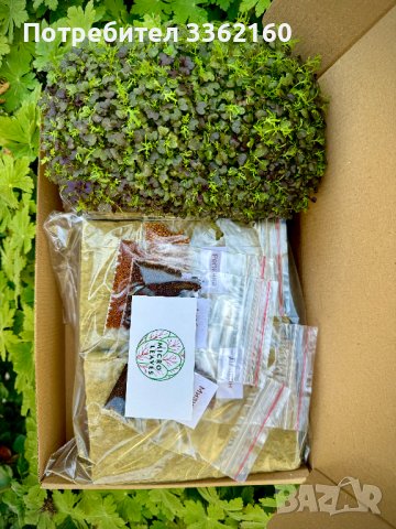 комплекти за самостоятелно отглеждане на микро растения, снимка 2 - Домашни продукти - 44025532
