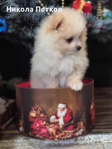 Померан , снимка 7 - Померан - 52839328