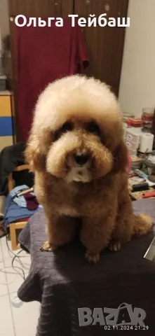 Пудел момче търси приятелка, снимка 10 - Пудели - 47853140