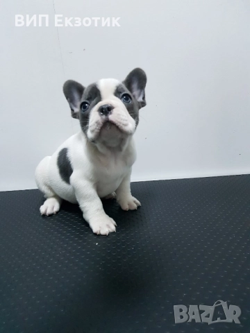 ПРОДАВА ФРЕНСКИ БУЛДОГ