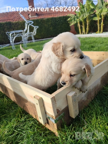 Голдън ретривър , снимка 13 - Голдън ретривър - 52794312