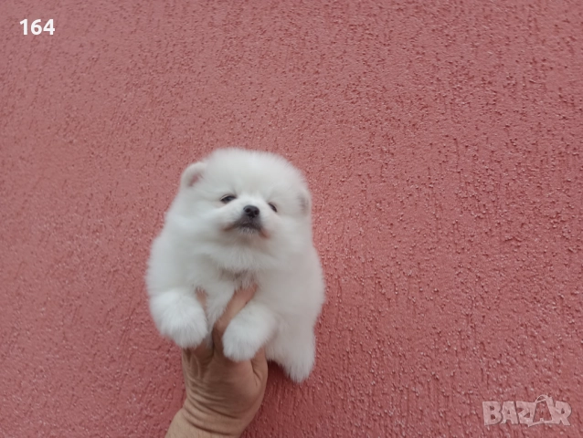 Бели Померани. Реални снимки от 05.01.26 г. , снимка 2 - Померан - 52932932