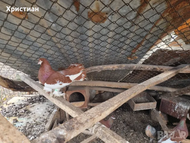 Различни видове гълъби, снимка 6 - Гълъби - 48787260