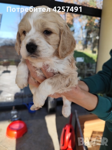 Продавам малки кученца епаньол бретон шпаньол