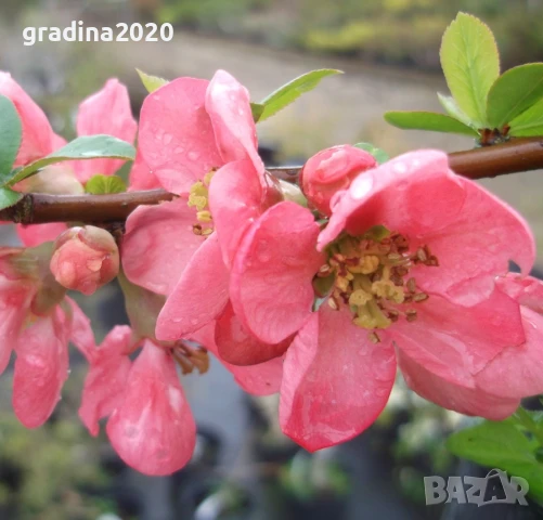 Японска дюля - Цидония  Налични 3 цвята, снимка 11 - Разсади - 41169718