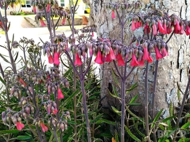 Лечебно каланхое майка на милиони , снимка 2 - Стайни растения - 51650784