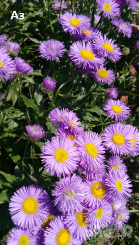 Продавам семена на цветя Маргарита, градинска, синя, снимка 7 - Разсади - 36401385