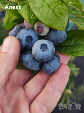 Американска боровинка "Дюк" 50 ltr / Vaccinium corymbosum "Duke" /, снимка 3 - Градински цветя и растения - 42428363