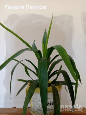 Стайна Палма Юка - 40 см.чисто, без контейнера.