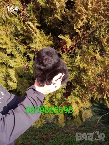 Померански Шпицове, снимка 7 - Немски шпиц - 53486751