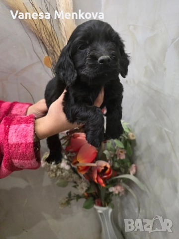 чистокръвни кокерчета шпаньоли, снимка 2 - Кокер шпаньол - 52068701