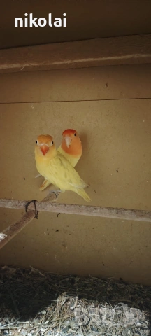 Две двойки Неразделки , снимка 3 - Папагали - 53590569