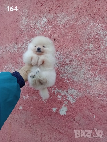 Малък Шпиц - Померан. Момичета. Снимки от 22.12.25 г., снимка 9 - Померан - 52809054