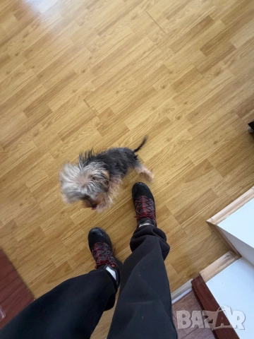 Продава се: Йоркшир Тоти на 7 месеца, снимка 6 - Йоркширски териер - 52747626