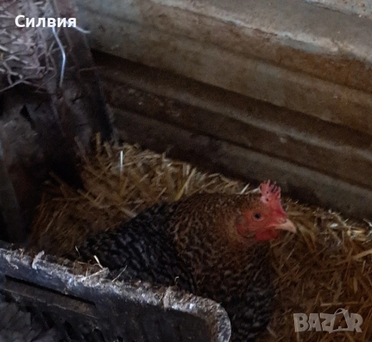 Сини яйца за излюпване , снимка 8 - други­ - 53204222