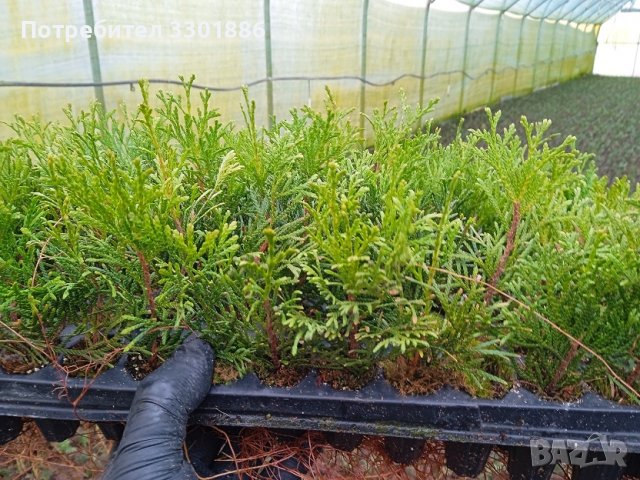 Туя Смарагд, Даника, Едногодишен разсад, друг в мултиплейта, снимка 5 - Разсади - 37803442