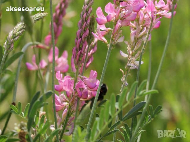 Семена от Еспарзета – медоносно растение за пчелите разсад семена пчеларски растения силно медоносно, снимка 2 - Сортови семена и луковици - 37710752