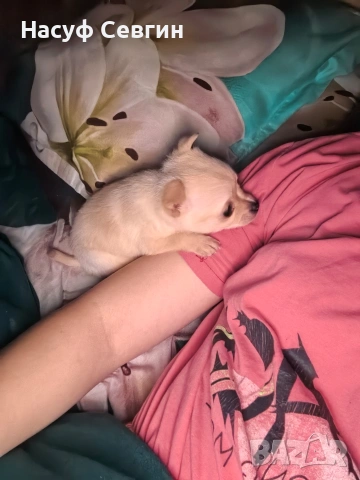 Чихуахуа на 2 месеца мъжко. Остана 1, снимка 7 - Чихуахуа - 53280878