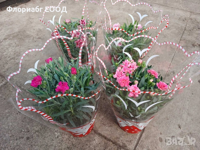 Цветя за 8-ми март, снимка 4 - Стайни растения - 53523171