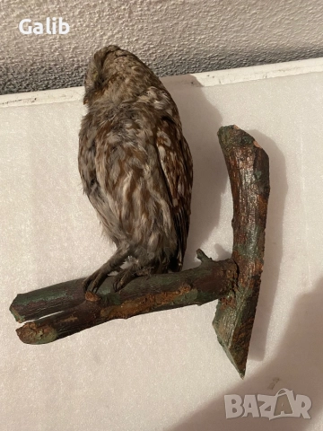 Замразен Бухал , снимка 6 - Други животни - 52675762