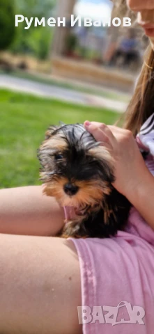 Малки сладки съкровища , снимка 1