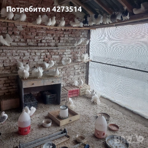 Продавам гълъби финерлии - бели и пъстри, снимка 15 - Гълъби - 53299830