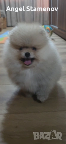 Померан,мини момиченца с родословие!, снимка 8 - Померан - 53208764