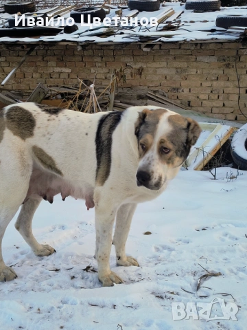 Алабай, снимка 7 - Средноазиатска овчарка - 53167876