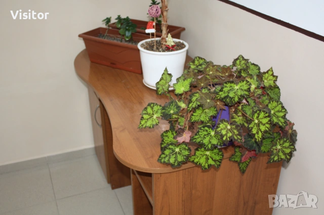 дигитален фотоапарат CANON 450D, снимка 16 - Фотоапарати - 53364182