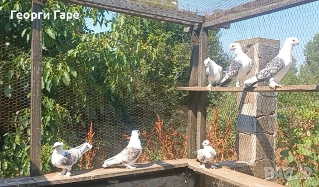 Ориенталски сатинети - класика, снимка 2 - Гълъби - 50937852