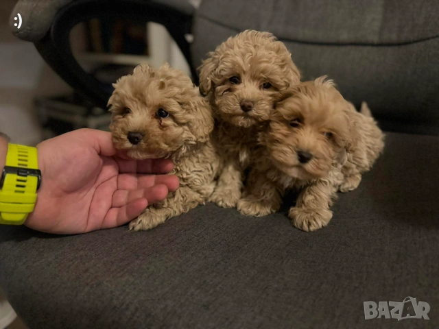 Малтипу Актуално от 23.01.2026, снимка 8 - Пудели - 53163764