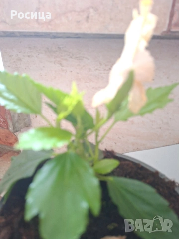 хибискус , снимка 2 - Стайни растения - 53474650