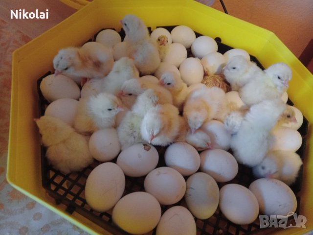 Разплодни яйца и пиленца от Легхорн, Легбар, Австралорп черен, син, Бял , снимка 10 - Кокошки и пуйки - 43887227