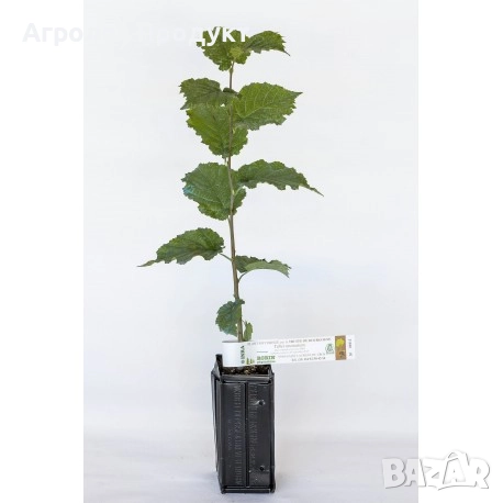 Фиданки с трюфели/Микоризирани фиданки с трюфели/, снимка 1