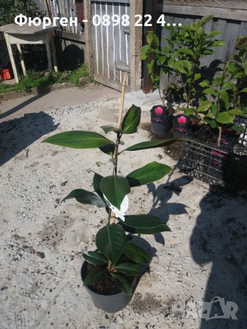 Магнолия Грандифлора  “Magnolia Grandiflora”, снимка 11 - Разсади - 35664284