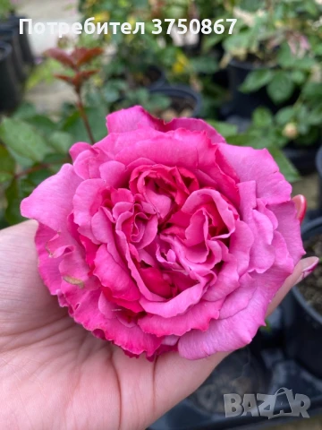 🌹РОЗА🌹 YVES PIAGET®; Gpt Keitsupiatsu 🌹, снимка 3 - Градински цветя и растения - 51135710