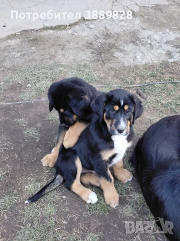 Две мъжки.Между Каракачанка и Ловджийски куче , снимка 4 - Други - 53005695
