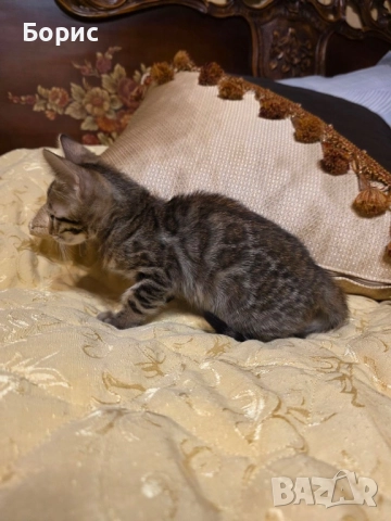 Бенгалско коте, снимка 4 - Бенгалски - 40146006