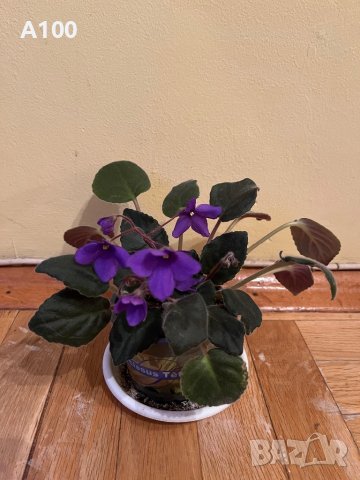 Стайна теменужка (Сентполия), снимка 4 - Стайни растения - 40384305