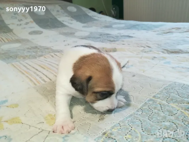 ДЖАК РЪСЕЛ ВИДИН-КУПУВАМЕ КУЧЕ 0104251735, снимка 16 - Джак ръсел териер - 49728785