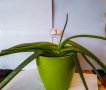 Алое вера (Aloe vera), снимка 1 - Градински цветя и растения - 33752317