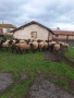 Продавам 30 бр плевенски черноглави овце , снимка 5