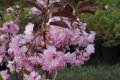 Prunus Royal Burgundy(Прунус Роял Бургунди), снимка 3