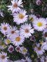 Астра , снимка 1 - Градински цветя и растения - 38433740